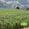 Lucas & Lewellen's Louis Lucas featured on Wine Region News