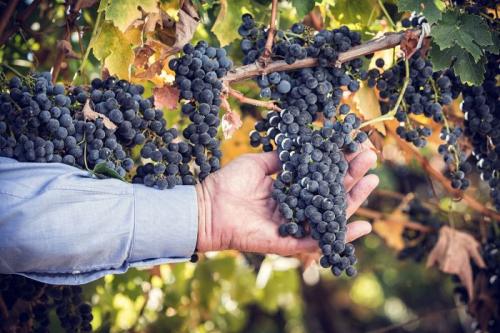 Louis Lucas hand with Lucas & Lewellen grapes at harvest