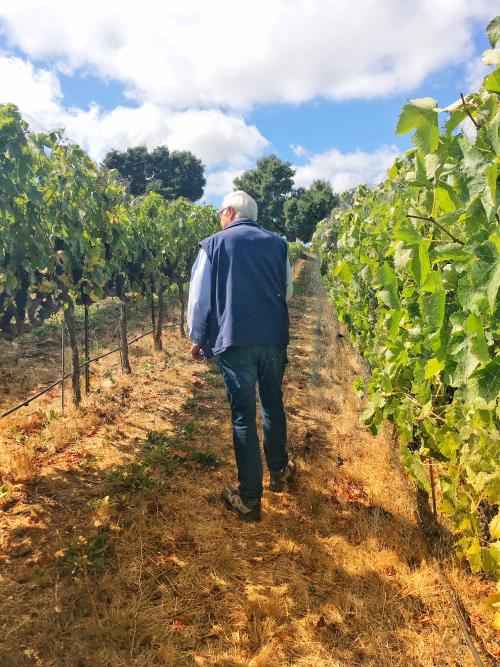 Image of Louis Lucas walking in the vineyard Image of Louis Lucas walking in the vineyard