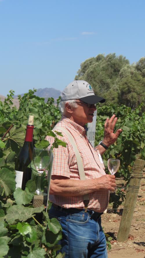 Louis Lucas in the vineyard
