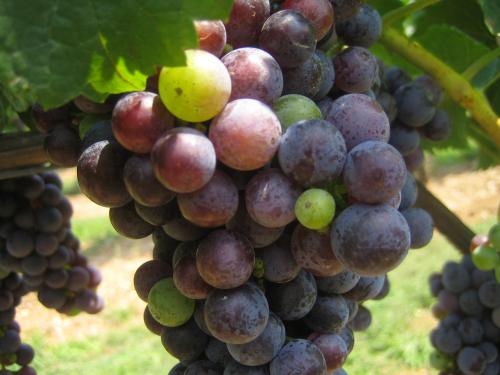 A photo of grapes at veraison A photo of grapes at veraison