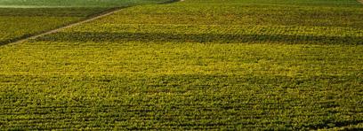 Valley View Vineyard Varietals Valley View Vineyard Varietals