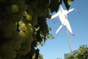 A photo of a windsock in the vineyard