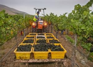 A picture of full grape bins at morning harvest