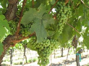 A photo of grapes at harvest