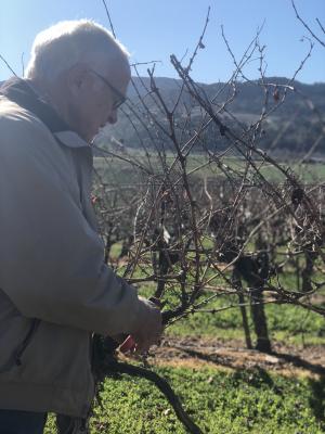 A photo of Louis pruning vines