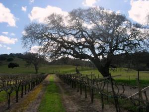 A vineyard photo