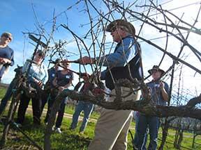 Louis Lucas pruning in the vineyard