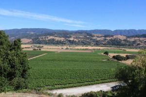 The Valley View Vineyard outlook